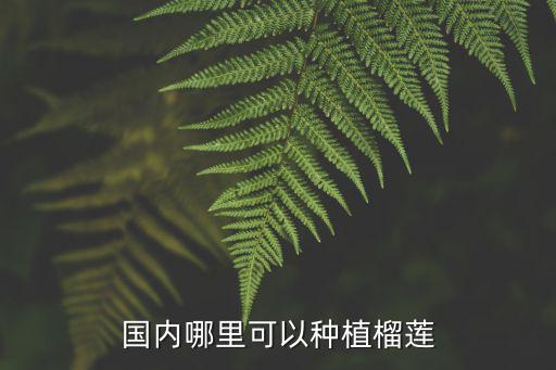 廣東哪里有榴蓮種植,廣東適合種榴蓮嗎