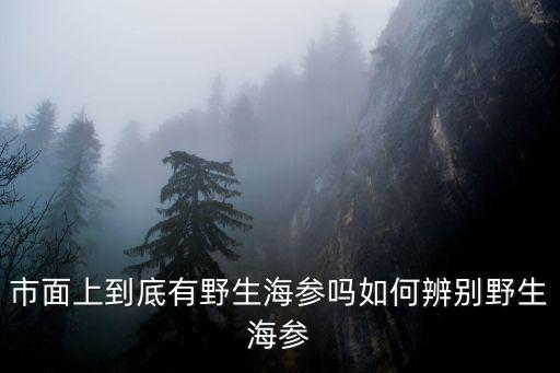 深圳哪里有野生海參,市面上到底有野生海參嗎