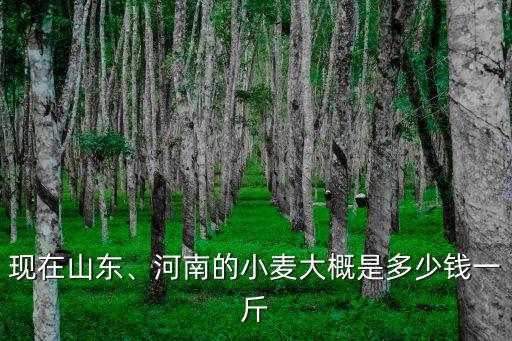 現(xiàn)在山東、河南的小麥大概是多少錢一斤