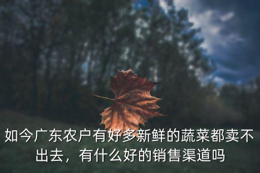 廣東救心菜哪里有賣,廣東人說小李鹵味是什么菜