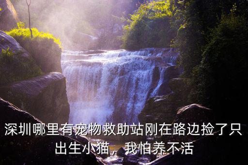 深圳哪里有寵物救助站剛在路邊撿了只出生小貓，我怕養不活