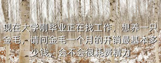 汕頭一條成年金毛多少錢,買一條金毛要多少錢