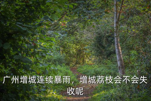 廣州增城連續暴雨，增城荔枝會不會失收呢