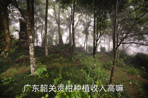 廣東韶關貢柑種植收入高嘛