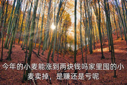 江蘇省今年小麥價格是多少,今年小麥多少錢一公斤