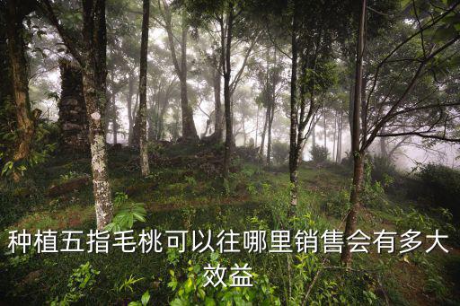 廣州哪里有賣五指毛桃,種植五指毛桃可以往哪里銷售