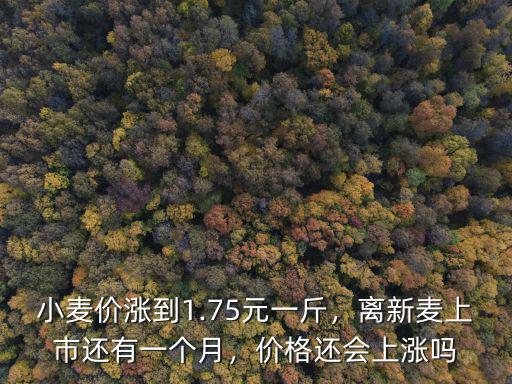 今年山東小麥價格多少錢一斤,小麥價漲到1.75元一斤