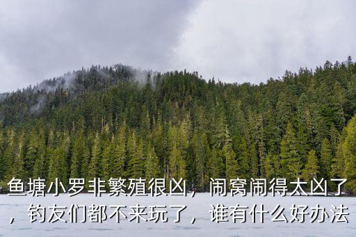 廣州釣魚小羅非鬧窩怎么辦,小羅非鬧窩怎么避免