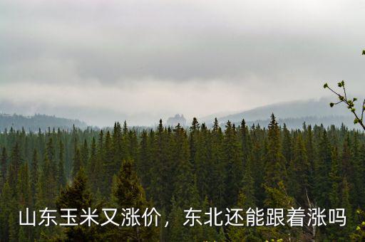 山東玉米又漲價，東北還能跟著漲嗎