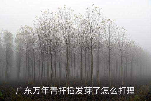 廣東萬年青扦插發芽了怎么打理
