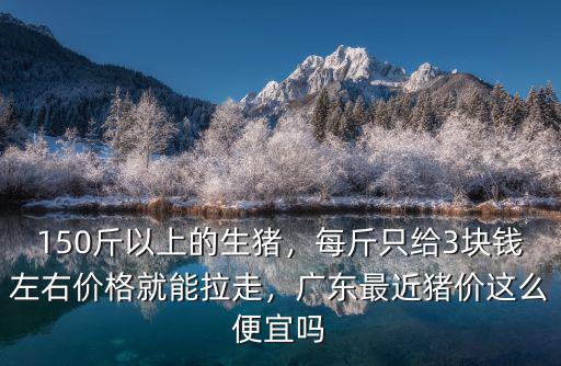 廣東肇慶的豬價是多少,廣東豬肉現在多少錢一斤