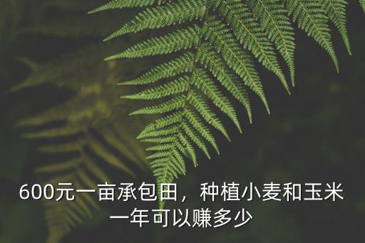 600元一畝承包田，種植小麥和玉米一年可以賺多少