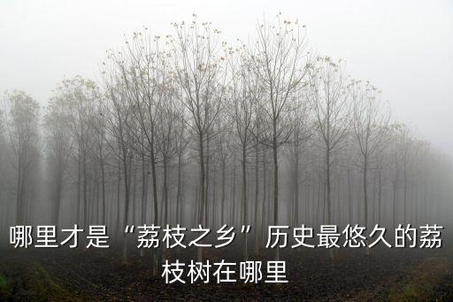 哪里才是“荔枝之鄉”歷史最悠久的荔枝樹在哪里
