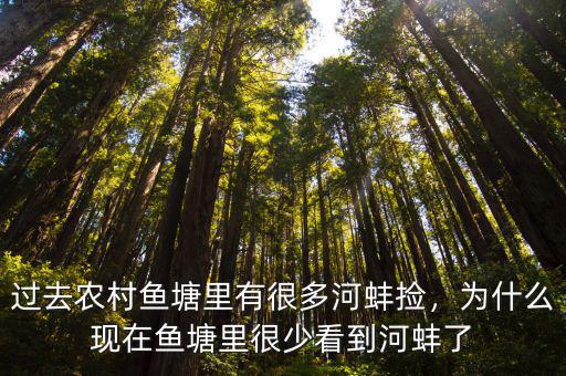 過去農(nóng)村魚塘里有很多河蚌撿，為什么現(xiàn)在魚塘里很少看到河蚌了