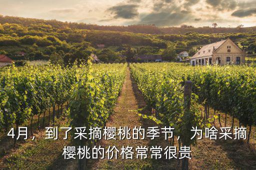 4月，到了采摘櫻桃的季節，為啥采摘櫻桃的價格常常很貴