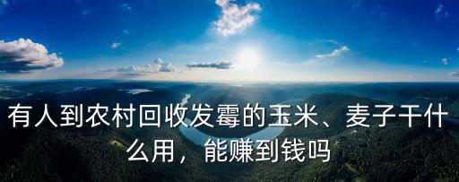 威海飼料廠收玉米多少錢,玉米小販到村里收玉米