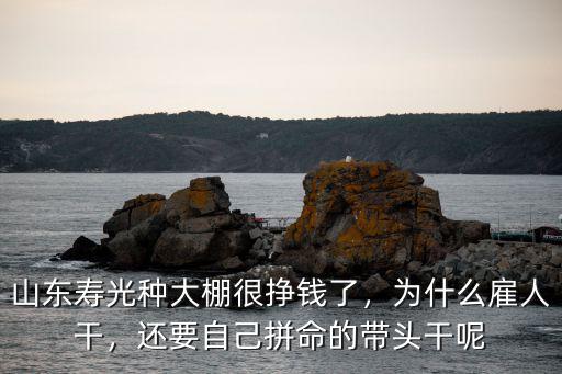 山東壽光種大棚很掙錢了，為什么雇人干，還要自己拼命的帶頭干呢