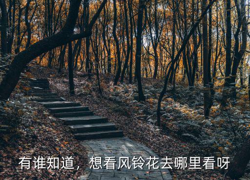 廣東哪里看風鈴花,怎樣拍好黃木風鈴花
