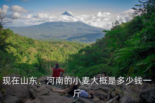 山東一斤麥子多少錢,今年夏糧小麥多少錢一斤