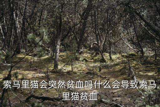 肇慶哪里賣索馬里貓,什么會導致索馬里貓貧血