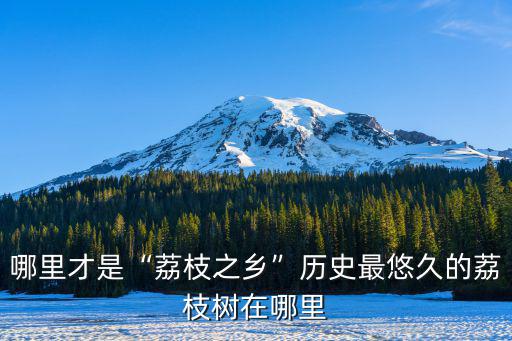 廣東荔枝在哪里最好,歷史最悠久的荔枝樹在哪里