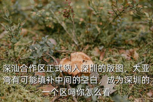 深圳一個區怎么劃分,深圳市有幾個區