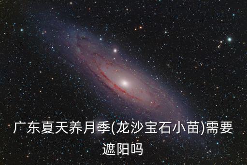 廣東怎么養紅色龍沙寶石,龍沙寶石小苗