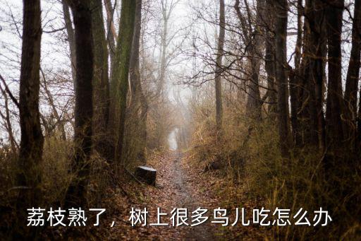荔枝熟了，樹上很多鳥兒吃怎么辦