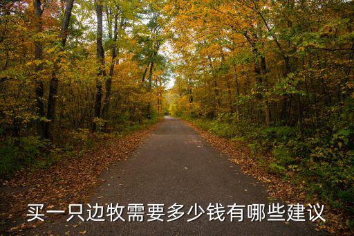南京邊牧價格多少錢一只,想養一只邊牧
