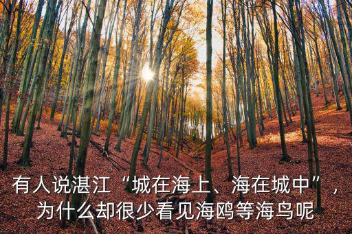 有人說湛江“城在海上、海在城中”，為什么卻很少看見海鷗等海鳥呢