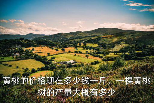 山東的黃金桃多少錢一斤,黃桃的價格現在多少錢一斤