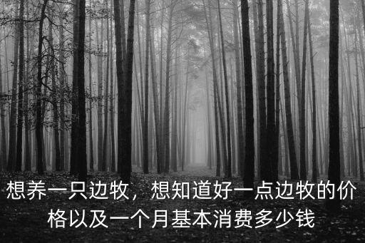 威海邊牧多少錢一只,想養一只邊牧