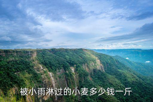 被小雨淋過的小麥多少錢一斤
