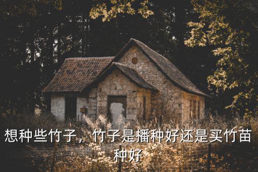 濟寧竹子苗多少錢,山竹苗多少錢一棵