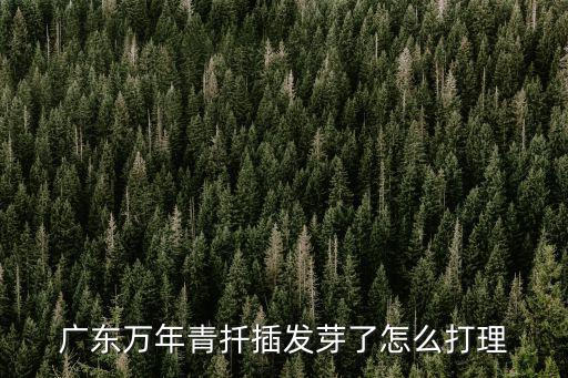廣州萬年青怎么移盆,需要怎么養護