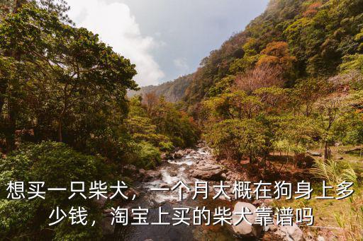 南通通州一只柴犬大概多少錢一只,想買一只柴犬
