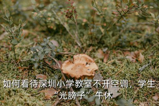 武漢深圳小學怎么樣,家鄉武漢與深圳
