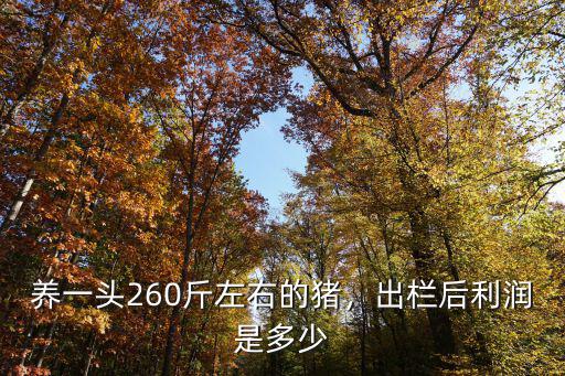 養一頭260斤左右的豬，出欄后利潤是多少