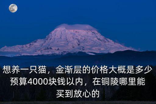 想養一只貓，金漸層的價格大概是多少預算4000塊錢以內，在銅陵哪里能買到放心的