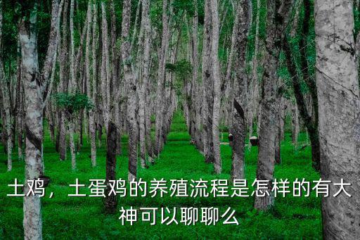 土雞，土蛋雞的養(yǎng)殖流程是怎樣的有大神可以聊聊么