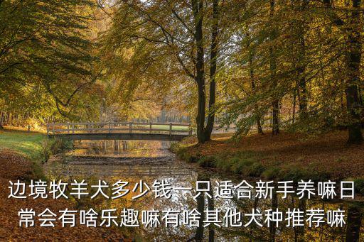 邊境牧羊犬多少錢一只適合新手養嘛日常會有啥樂趣嘛有啥其他犬種推薦嘛