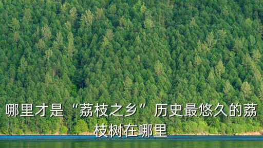 揭陽哪里最多荔枝樹,歷史最悠久的荔枝樹在哪里