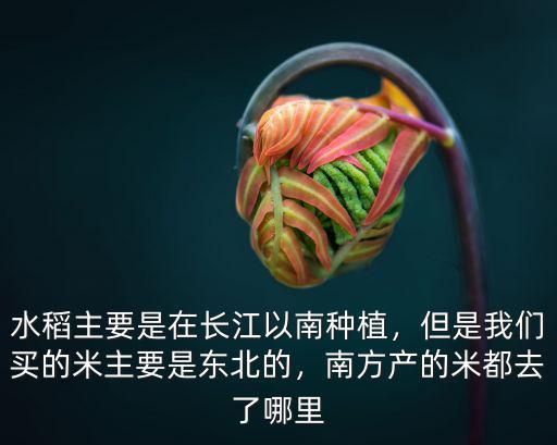 水稻主要是在長江以南種植，但是我們買的米主要是東北的，南方產的米都去了哪里