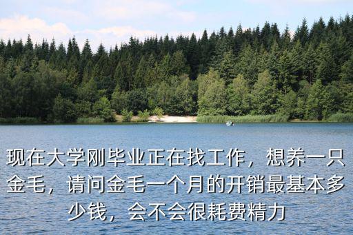 現在大學剛畢業正在找工作，想養一只金毛，請問金毛一個月的開銷最基本多少錢，會不會很耗費精力