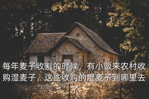 每年麥子收割的時(shí)候，有小販來農(nóng)村收購濕麥子，這些收購的濕麥子到哪里去了