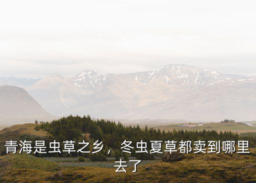 青海是蟲草之鄉(xiāng)，冬蟲夏草都賣到哪里去了
