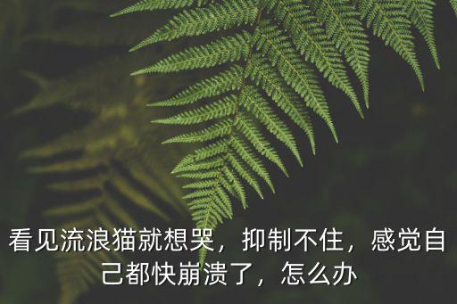 在深圳看見流浪貓怎么辦,你在路上看到流浪貓會怎么做