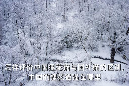 揭陽哪里買中國貍花貓,中國的貍花貓強在哪里