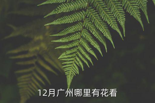 12月廣州哪里有花看