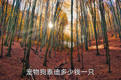 寵物狗泰迪多少錢一只